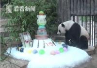 旅泰大熊猫创创疑似噎死 为什么会噎死？有关结果将适时向社会公布