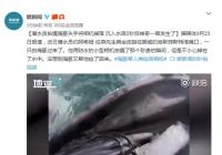 潜水员拍白鲸时失手相机沉入水底5秒后神奇一幕发生了 结局令人感动 潜水员拍白鲸时失手相机沉入水底5秒后神奇一幕发生了 结局令人感动