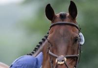 15岁马术冠军被坐骑砸中死亡 是英国小有名气的天才马术选手 15岁马术冠军被坐骑砸中死亡 是英国小有名气的天才马术选手