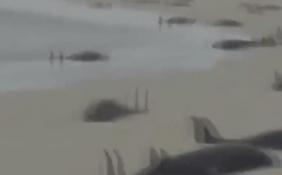 西非海滩136只海豚死亡 科学家认为领队可能迷路了