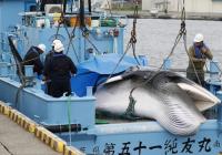 日本捕1430吨鲸肉 下次商业捕鲸计划在明年3月出海 日本捕1430吨鲸肉 下次商业捕鲸计划在明年3月出海