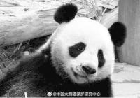 旅泰大熊猫“创创”死亡结果通报;慢性心力衰竭为什么一直没有发现? 旅泰大熊猫“创创”死亡结果通报;慢性心力衰竭为什么一直没有发现?