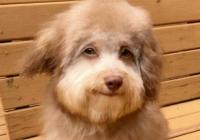 小狗长着一张人脸 这只混血小狗还找到一个伙伴 小狗长着一张人脸 这只混血小狗还找到一个伙伴