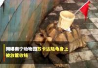 动物园在龟背上粘筐收钱 还绑着一面五星红旗 动物园在龟背上粘筐收钱 还绑着一面五星红旗