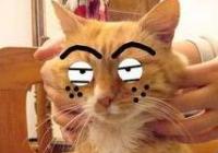 姑娘立遗嘱财产留给猫 她觉得猫比以后的孩子更需要钱