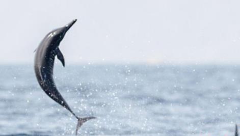两只海豚被困巴厘岛15年终获救 那里曾关5头海豚