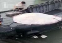 300斤巨型魔鬼鱼现身汕尾 只以浮游甲壳类和小鱼为食