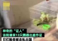13只鹦鹉上法庭当做证人 在机场扫描行李时被发现 13只鹦鹉上法庭当做证人 在机场扫描行李时被发现