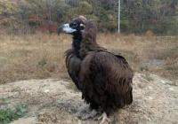 景区秃鹫混吃胖到飞不起来 身体虚弱体重却有24斤