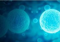 哈佛造出人造兔肉 怎么做的？和吃真肉的口感会一样吗？