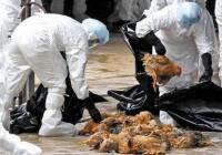 台湾发现禽流感 流感高发期间要怎么注意不被感染? 台湾发现禽流感 流感高发期间要怎么注意不被感染?