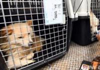 韩国首尔全面禁止屠狗 如有发现将采取一切手段阻止 韩国首尔全面禁止屠狗 如有发现将采取一切手段阻止