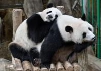 动物园熊猫被砸 连袋鼠、鳄鱼都遭过殃