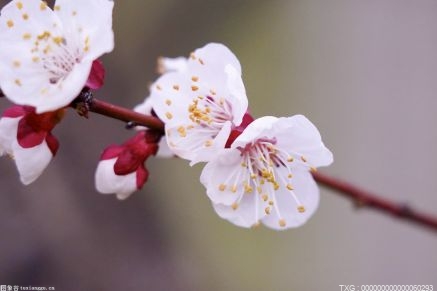 盛开的梅花形如钟磬 孕育着春天的生机和活力