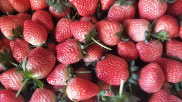 “红皮黄心”的草莓新品正式出道！长丰草莓跨入“双百亿”大关