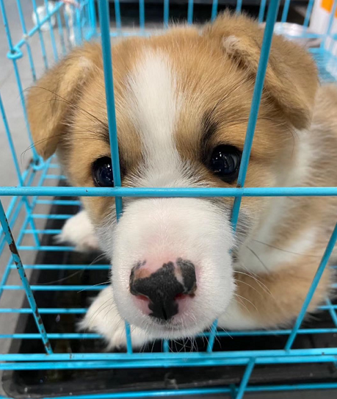 海南查获一辆没有动物检疫证车 非法运输400多只小狗最小的还未断奶