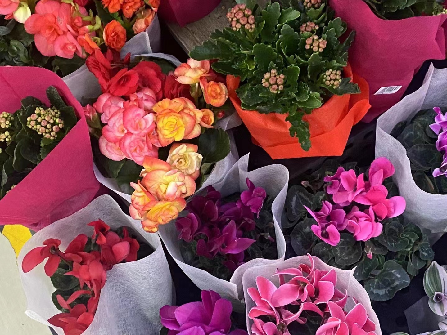 银川祥和社区：购买鲜花送给志愿者 既能为农户解困又能传递爱心