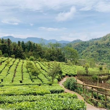 为助力杭州茶农生产 万向职院教职工走进双峰村采摘明前茶