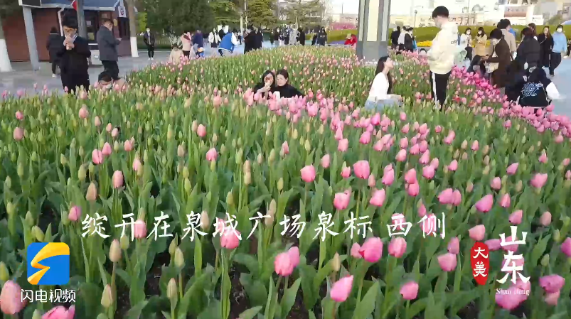 济南的四月浪漫 郁金香盛开在泉城广场