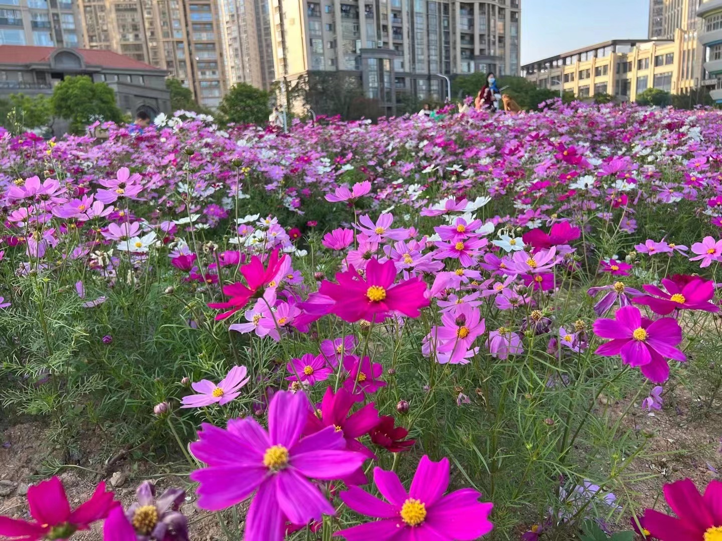 上城区黎明公园：线上“云赏花” 展示杜鹃之美