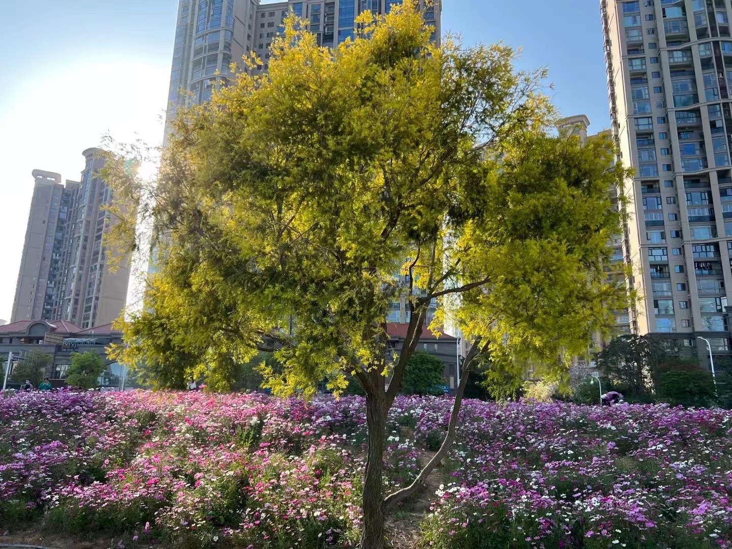 整个杭州只有两棵！植物园里的两棵伯乐树成了网红树