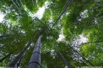 安徽：创新林长履职方式提升履职效能 推进“五大森林”行动
