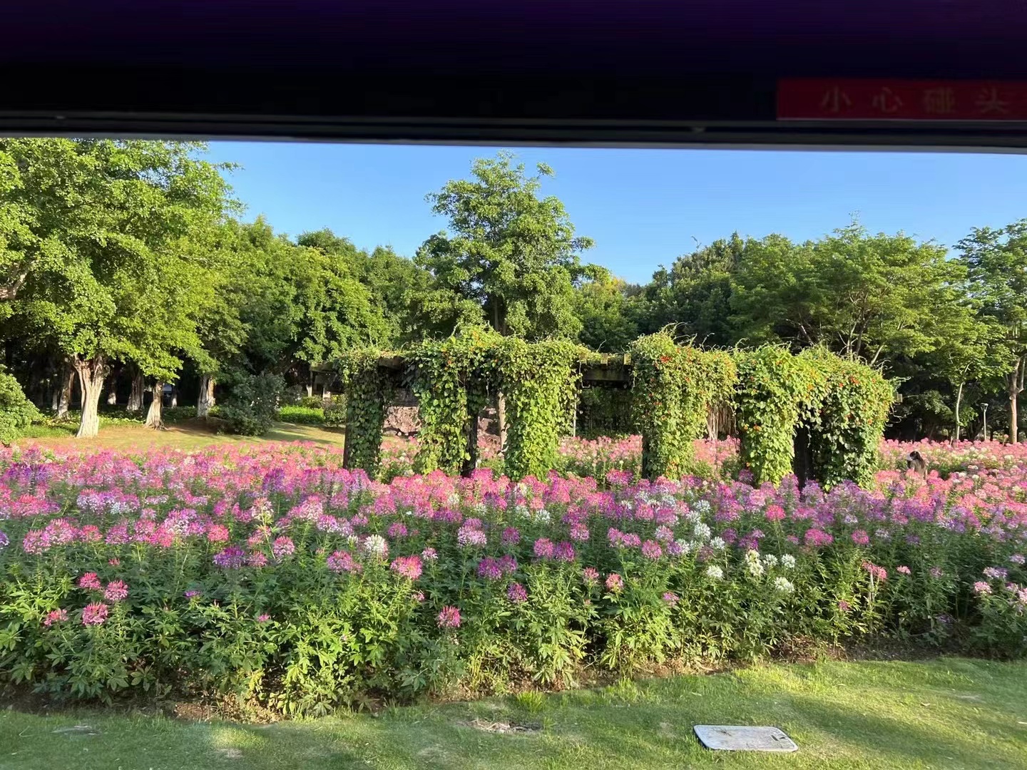 杭州城北地区最大桃花湖公园：以“浇水生花仪式”拉开了开园序幕