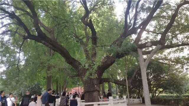杭州市上城區古樹公園舉辦“古樹守護計劃” 9對親子參與