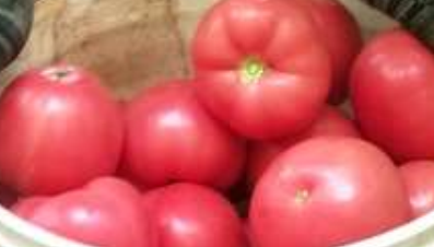农科院“致富方队”为“杭杂504”番茄做个全方位的“体检”