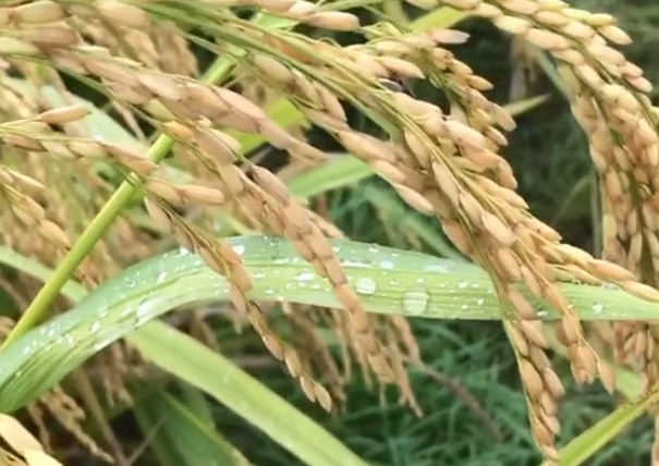 畝產753.5公斤！淳安300畝“巨型稻”成功種植