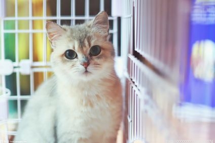 “猫粮”“狗粮”投诉超8000件 宠物食品安全不容忽视