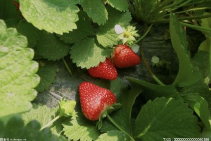 栽种面积逾800亩 草莓分苗移栽的最好时节到了