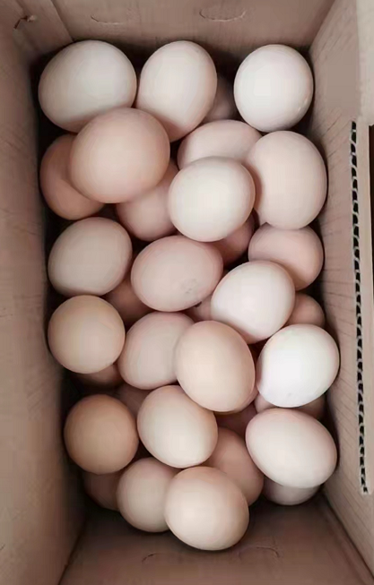 常见的鸡蛋颜色是什么样的？鸡蛋蛋壳的颜色有哪些？