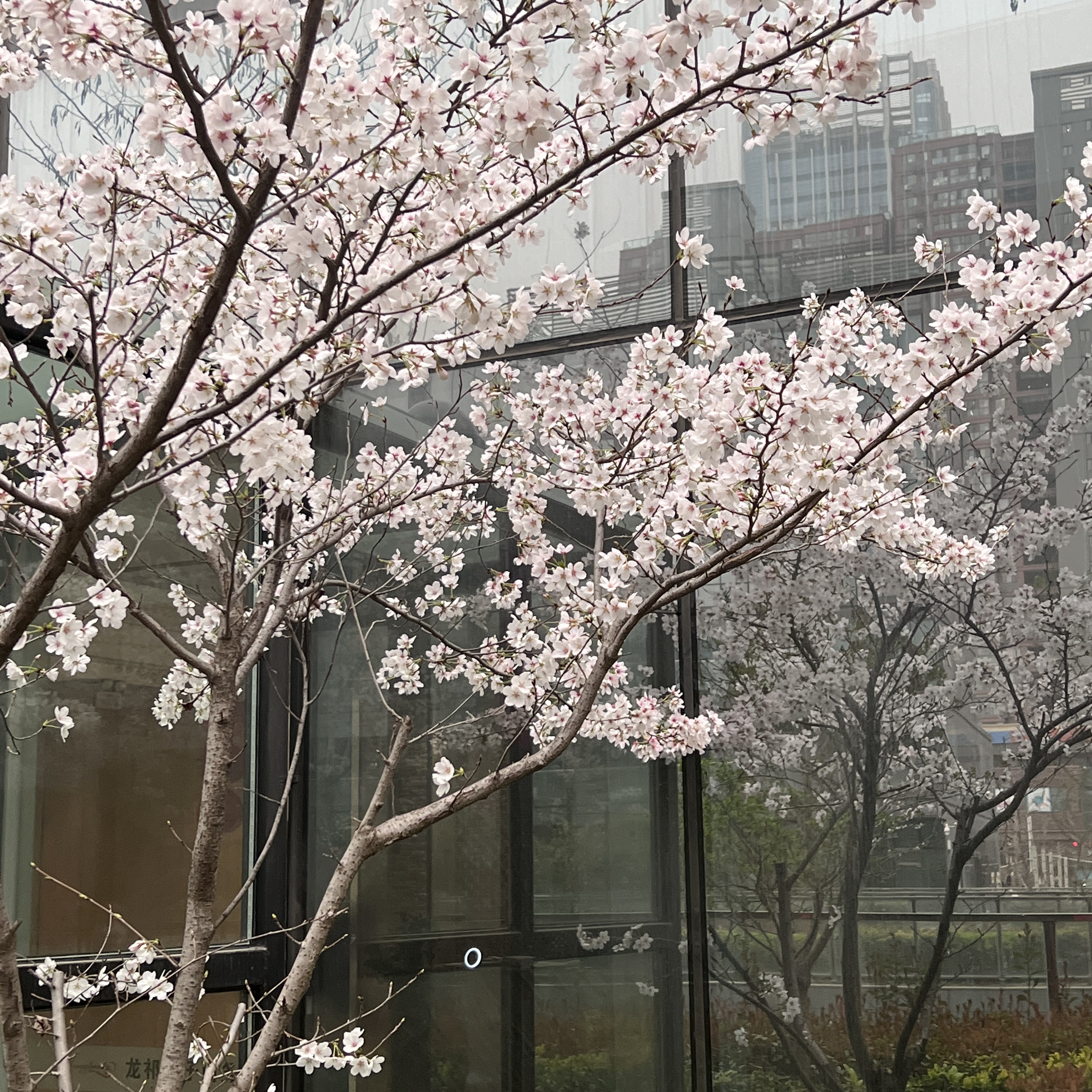 武汉樱花开放的季节是几月？樱花的花语是什么？